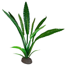 Charger l'image dans la galerie, Plante Betta de qualité supérieure - Cryptocoryne de Wendt - 20 cm (8 po)