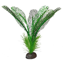 Charger l'image dans la galerie, Plante Betta de qualité supérieure - Dentelle de Madagascar - 15 cm (6 po)