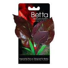 Charger l'image dans la galerie, Plante Betta de qualité supérieure - Saurure penchée - 15 cm (6 po)
