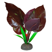 Charger l'image dans la galerie, Plante Betta de qualité supérieure - Saurure penchée - 15 cm (6 po)