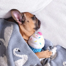 Charger l'image dans la galerie, Jouet pour chien peluche Zippy Paws - Cupcake bleu