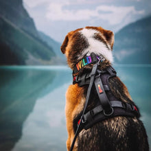 Charger l'image dans la galerie, Smellydogz Harnais sans traction "Comfort" pour chien - Noir