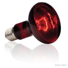 Charger l'image dans la galerie, Ampoule à infrarouge Exo Terra pour lézarder, R25, 100 W - Boutique Le Jardin Des Animaux -Eclairage reptileBoutique Le Jardin Des AnimauxPt2144