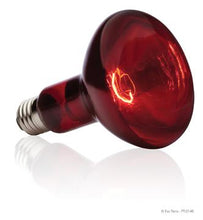 Charger l'image dans la galerie, Ampoule à infrarouge Exo Terra pour lézarder, R30, 150 W - Boutique Le Jardin Des Animaux -Eclairage reptileBoutique Le Jardin Des AnimauxPt2146