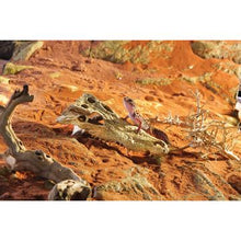 Charger l'image dans la galerie, Cachette Exo Terra en forme de crâne de crocodile - Boutique Le Jardin Des Animaux -DécorationBoutique Le Jardin Des AnimauxPT2856