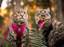 Charger l'image dans la galerie, Harnais pour chat Splatter - ADVENTURE KITTY HARNESS - RC Pets - Boutique Le Jardin Des Animaux -CollierBoutique Le Jardin Des Animaux538 - 115 Splatter