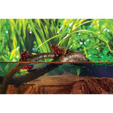 Charger l'image dans la galerie, Liane pliante Jungle Vine Exo Terra, grande - Boutique Le Jardin Des Animaux -DécorationBoutique Le Jardin Des AnimauxPT3086