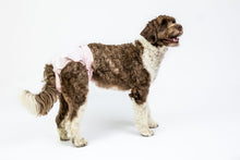 Charger l'image dans la galerie, PoochPants - Couche lavable pour femelles