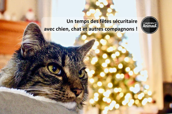 Un temps des fêtes sécuritaire avec chien, chat et autres compagnons!  | Boutique Le Jardin Des Animaux