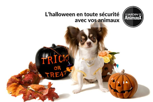 Une soirée d'halloween en sécurité avec votre chien ou votre chat | Boutique Le Jardin Des Animaux