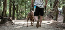 Charger l'image dans la galerie, Grandes bouteilles d'eau en acier inoxydable avec couvercle pour chien, capacité de 700 ml
