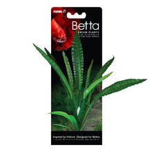 Charger l'image dans la galerie, Plante Betta de qualité supérieure - Cryptocoryne de Wendt - 20 cm (8 po)
