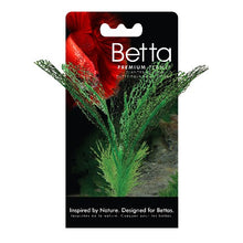 Charger l'image dans la galerie, Plante Betta de qualité supérieure - Dentelle de Madagascar - 15 cm (6 po)
