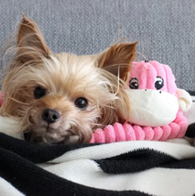 Charger l'image dans la galerie, Jouet pour chien peluche Zippy Paws - Singe petit
