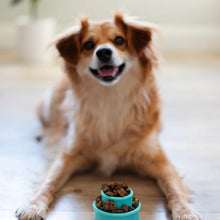 Charger l'image dans la galerie, Messy Mutts Jouet pour petit chien ''Totally Pooched, Puzzle'n Play'' - Bleu
