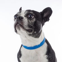 Charger l'image dans la galerie, Nuvuq Collier ajustable pour chien, Bleu bleuet
