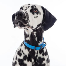 Charger l'image dans la galerie, Nuvuq Collier ajustable pour chien, Bleu bleuet
