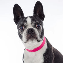 Charger l'image dans la galerie, Nuvuq Collier ajustable pour chien, Rose framboise
