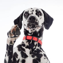 Charger l'image dans la galerie, Nuvuq Collier ajustable pour chien, Rouge tomate
