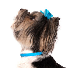 Charger l'image dans la galerie, Nuvuq Collier ajustable pour mini chien, Bleu bleuet
