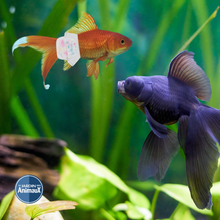 Charger l'image dans la galerie, Couche H2ya Aqua-Confort pour poissons incontinents
