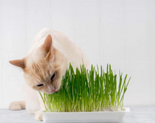 Charger l'image dans la galerie, Optilife herbe à chat à faire pousser
