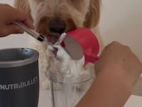 Charger et lire la vidéo dans la visionneuse de la Galerie, Baci+ Buco+ Soins dentaires pour chat et petit chien
