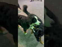 Charger et lire la vidéo dans la visionneuse de la Galerie, 5 à 7 - Frais d'inscription à un regroupement par tailles de chien
