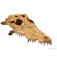 Charger l'image dans la galerie, Cachette Exo Terra en forme de crâne de crocodile - Boutique Le Jardin Des Animaux -DécorationBoutique Le Jardin Des AnimauxPT2856
