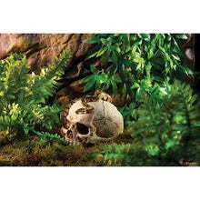 Charger l'image dans la galerie, Cachette Exo Terra en forme de crâne de primate - Boutique Le Jardin Des Animaux -DécorationBoutique Le Jardin Des AnimauxPT2855
