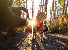 Charger l'image dans la galerie, Harnais pour chat Rose - ADVENTURE KITTY HARNESS - RC Pets - Boutique Le Jardin Des Animaux -CollierBoutique Le Jardin Des Animaux

